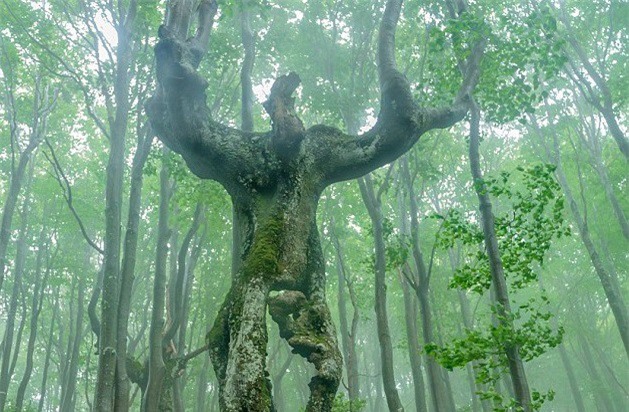 Bulgaria: Phát hoảng với "mộc nhân" khổng lồ