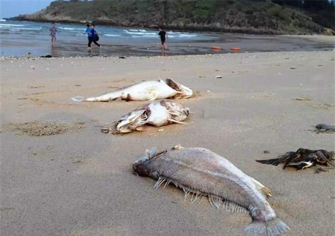 Vụ cá chết ở miền Trung: Vì sao chưa công bố nguyên nhân?