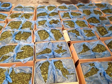 Bắt 1,2 tấn lá “lạ” chứa ma túy cực mạnh tại sân bay Tân Sơn Nhất