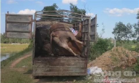 Bắt xe tải vận chuyển 5 con bò chết mang đi tiêu thụ