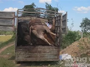 Bắt xe tải vận chuyển 5 con bò chết mang đi tiêu thụ