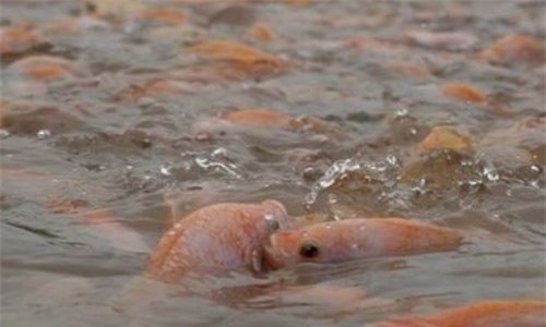 Bị cảnh cáo xuất khẩu hải sản nhiễm chất cấm, Sài Gòn Food kêu oan