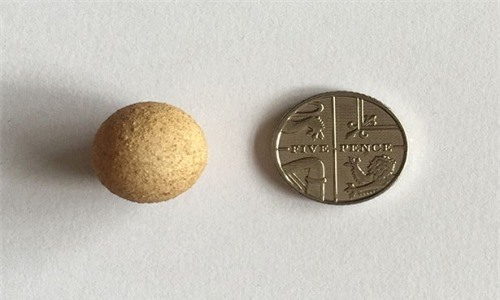 Anh: Trứng gà "siêu bé" chỉ bằng... đồng xu