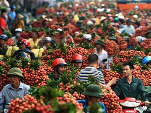 Việt Nam vừa đưa hơn 1 tấn vải thiều xuất ngoại