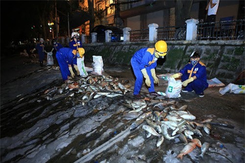 Chủ tịch Nguyễn Đức Chung thị sát, chỉ đạo cứu cá hồ Hoàng Cầu