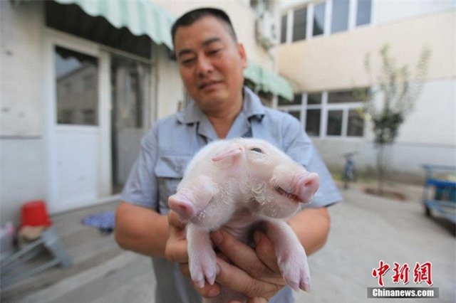 Trung Quốc: Kỳ quái lợn 2 đầu 3 mắt