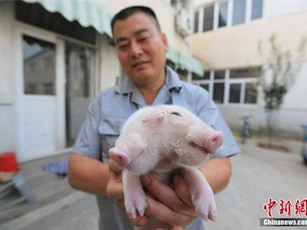 Trung Quốc: Kỳ quái lợn 2 đầu 3 mắt
