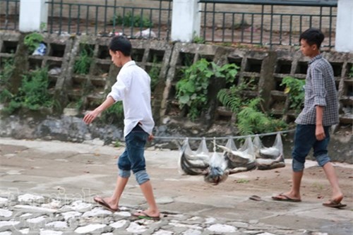 Cá chết trắng hồ Hoàng Cầu là do... thời tiết?