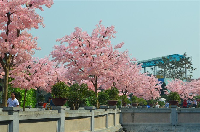 Hà Nội sẽ trồng thêm 3.000 cây hoa Anh Đào