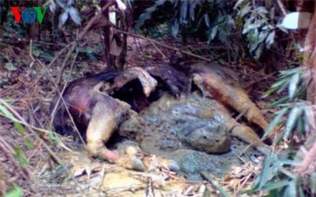 Bò tót quý hiếm chết trong rừng phòng hộ ở Nghệ An