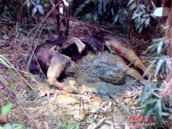 Nghệ An: Xác bò tót nặng 1 tấn chết trong rừng phòng hộ