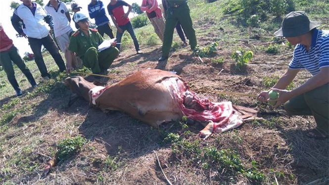 Phú Yên: Hoang mang nạn trộm bò, chặt đùi táo tợn