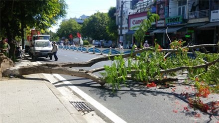 Cây phượng bật gốc đổ ngang đường khiến 2 người bị thương