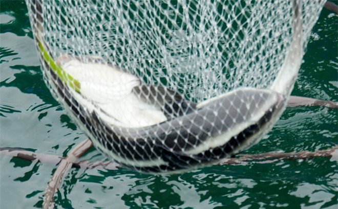 Đã tìm ra nguyên nhân cá nuôi chết ở đảo Lý Sơn