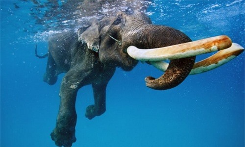 Ấn Độ: Cận cảnh voi già 65 tuổi mê bơi lội
