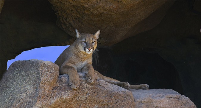 Bà mẹ người Mỹ liều mình cứu con trai trước móng vuốt sư tử