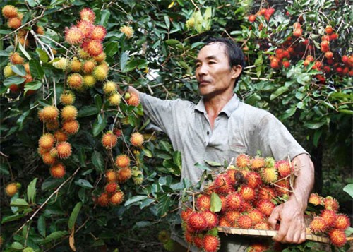 Đồng Nai làm chỉ dẫn địa lý cho chôm chôm Long Khánh