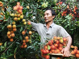 Đồng Nai làm chỉ dẫn địa lý cho chôm chôm Long Khánh