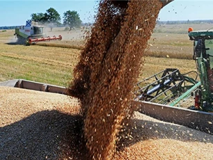 Trong năm tới Nga vẫn là nhà xuất khẩu lúa mì đứng đầu thế giới