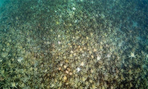 Australia: Cả vùng biển bị phủ kín bởi... cua nhện