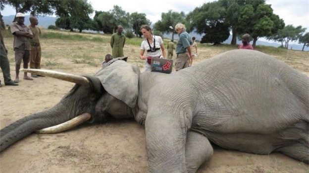 Zimbabwe: Cứu sống thành con voi bị bắn giữa đầu