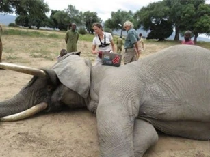 Zimbabwe: Cứu sống thành con voi bị bắn giữa đầu