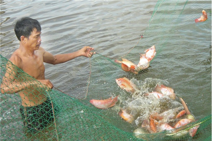 Sài Gòn Food không xuất khẩu cá diêu hồng nhiễm chất cấm sang Úc