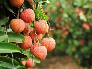 Trung Quốc mua hơn 32.000 tấn vải thiều Bắc Giang