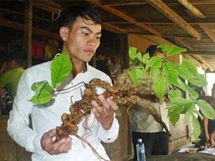 Đào được củ sâm Ngọc Linh “khủng” hơn 100 năm tuổi ở Quảng Nam