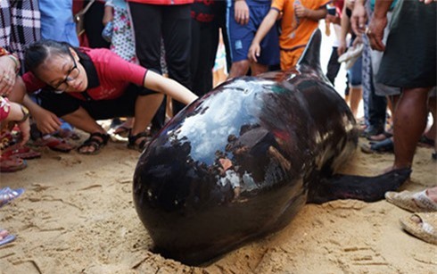 Giải cứu cá heo nặng hơn 100 kg dạt vào bờ biển Quy Nhơn