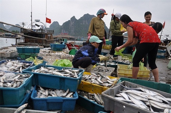 Tăng thời gian hỗ trợ ngư dân, diêm dân thiệt hại do cá chết