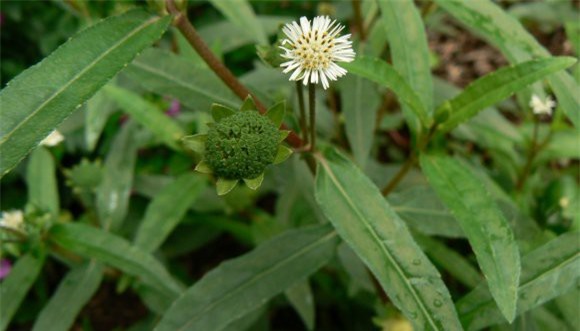 Cây nhọ nồi: Thảo dược quý trong vườn