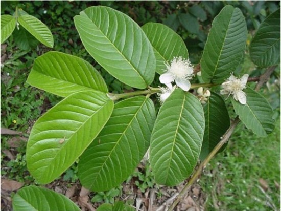 Những tác dụng bất ngờ của lá ổi mà ít người biết đến