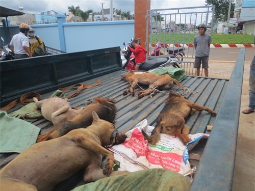 Nghi can trộm 8 con chó tử vong sau khi bị bắt
