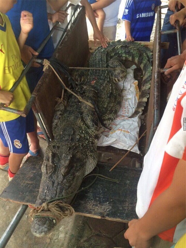 Hà Nội: Bắt được cá sấu nặng hơn 70kg trong đầm Vân Trì 