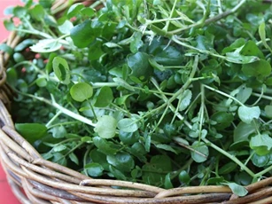 Lợi ích chữa bệnh bất ngờ của rau cải xoong mà bạn chưa biết?