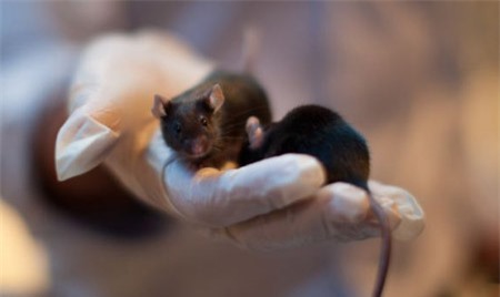 Các nhà khoa học đã tìm ra cách "tẩy não" ở chuột