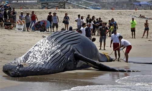 Sốc: Cá voi lưng gù chết trôi dạt vào bờ biển Mỹ