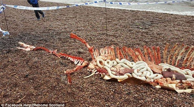  Scotland: Sửng sốt phát hiện xác thủy quái Loch Ness?