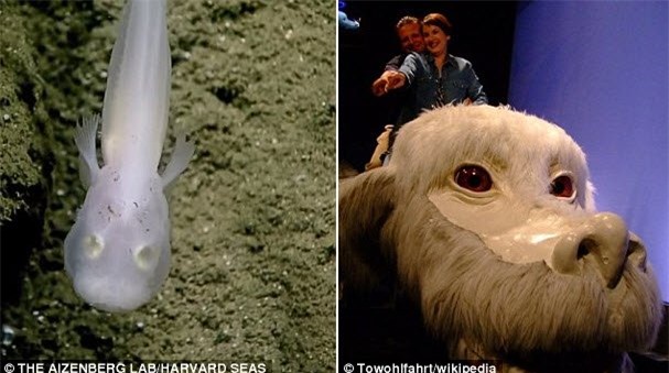 Mỹ: Phát hiện "cá ma" dưới đáy đại dương