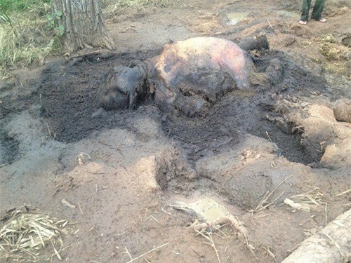 Voi con 1 tuổi sa lầy, chết trong vườn Quốc gia Yok Đôn