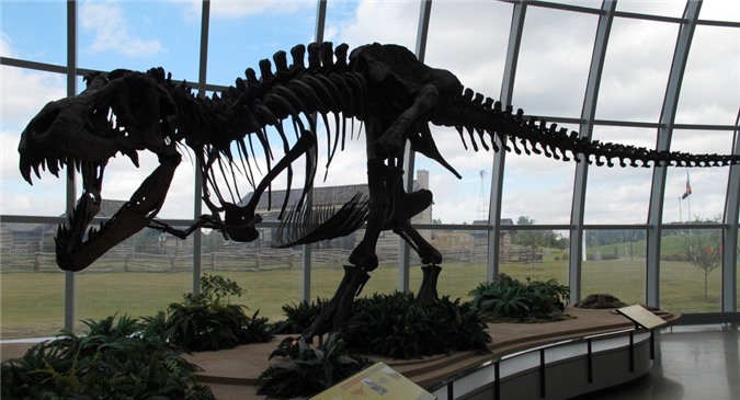 Nguyên nhân thực sự khiến loài Khủng Long tuyệt chủng