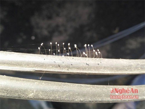 Xuất hiện hoa Ưu đàm "3.000 năm mới nở" ở Nghệ An 