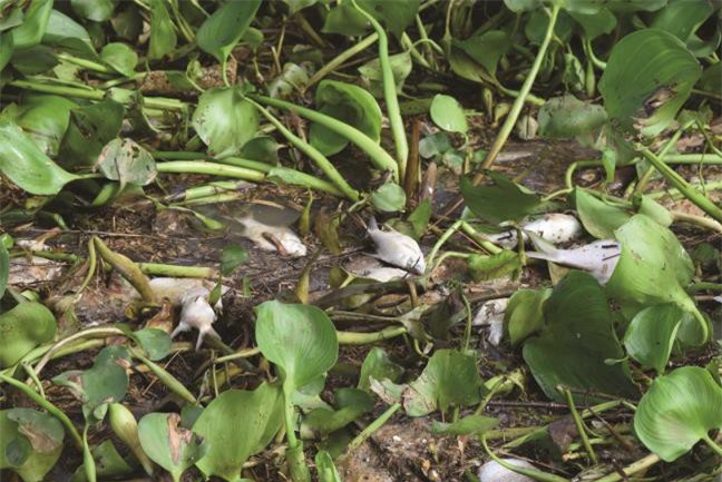 Cá chết bất thường nổi trắng trên thượng nguồn sông Sài Gòn