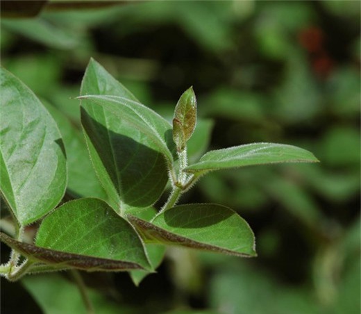 Những công dụng "thần kỳ" của lá mơ