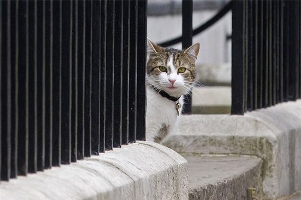 Anh: "Chú mèo công chức" có phải ra đi cùng ông Cameron?