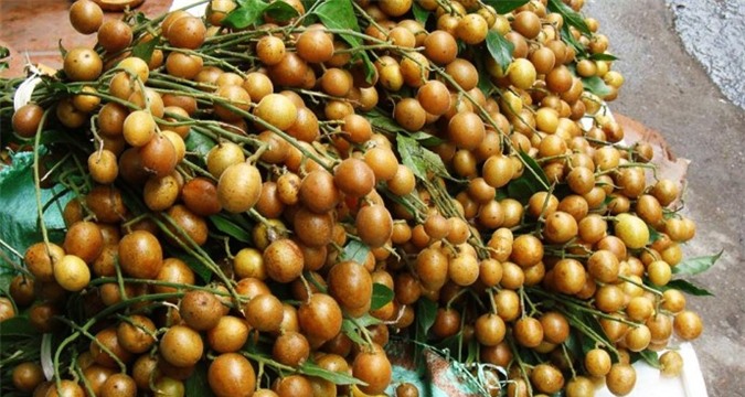 Quất hồng bì vừa ngon vừa chữa bệnh tuyệt hảo