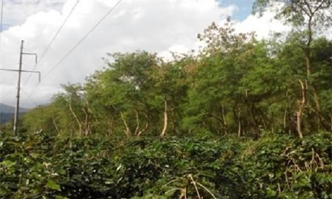 Bàng hoàng phát hiện người đàn ông bị điện giật tử vong trong rừng