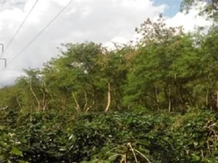 Bàng hoàng phát hiện người đàn ông bị điện giật tử vong trong rừng