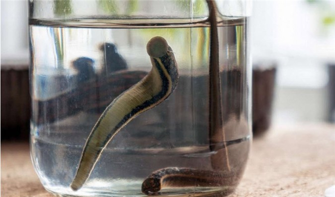 Sốc: Cô nàng nuôi đỉa làm... thú cưng